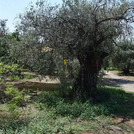 Holiday home κτήμα παπαδημητρίου, Papadimitriou Retreat *